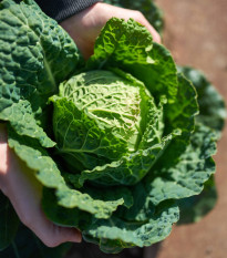 Kapusta Entira F1 - Brassica oleracea - osivo kapusty - 40 ks