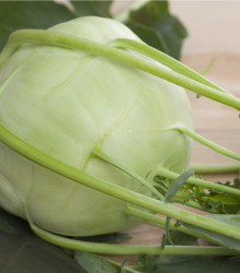 Kedluben obří Superschmelz - Brassica oleracea - osivo kedlubny - 150 ks