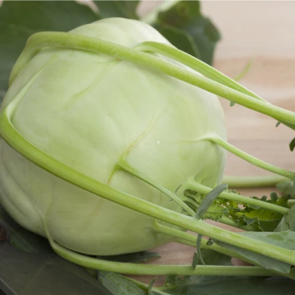 Kedluben obří Superschmelz - Brassica oleracea - osivo kedlubny - 150 ks