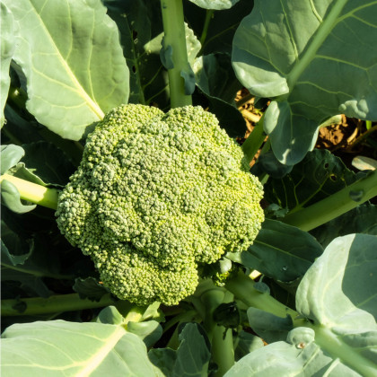 Brokolice Cezar - Brassica oleracea - osivo brokolice - 0,6 g