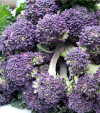 Brokolice raná fialová Rudolph - Brassica oleracea - osivo brokolice - 30 ks