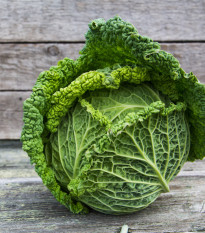 Kapusta hlávková k rychlení Raketa - Brassica oleracea var. sabauda - osivo kapusty - 250 ks