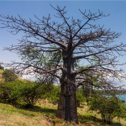 Lahvový strom - Adansonia suarezensis - semena baobabu - 2 ks