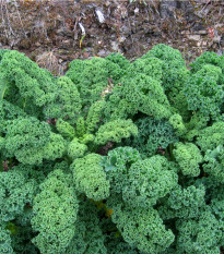 Kadeřávek zelený Kadet - Brassica oleracea L. acephala - osivo kadeřávku - 200 ks