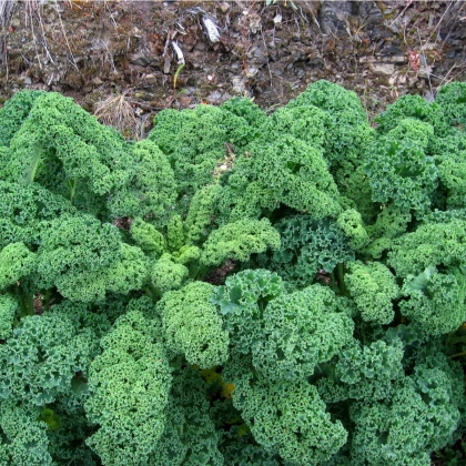 Kadeřávek zelený Kadet - Brassica oleracea L. acephala - osivo kadeřávku - 200 ks