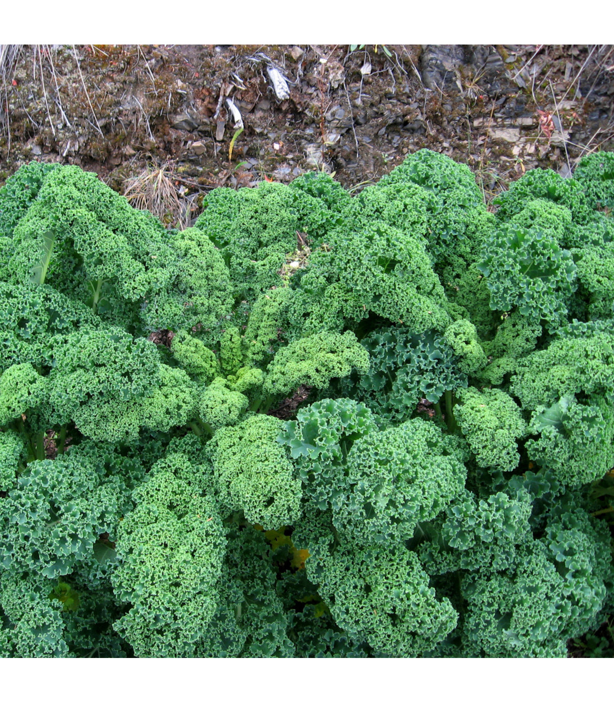 Kadeřávek zelený Kadet - Brassica oleracea L. acephala - osivo kadeřávku - 200 ks