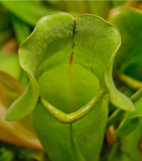 Špirlice červená - Sarracenia rubra - osivo špirlice - 8 ks