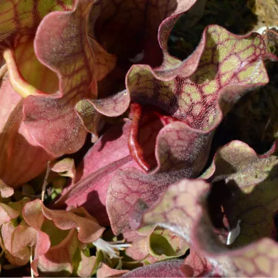 Špirlice růžová - Sarracenia rosea - osivo špirlice - 10 ks
