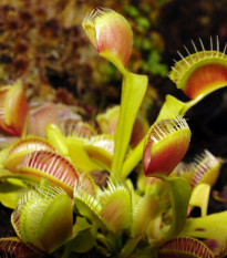 Mucholapka mix - Dionaea - osivo mucholapky - 10 ks