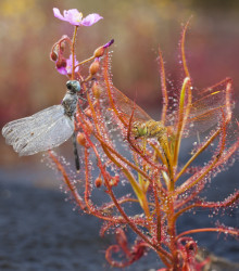 Rosnatka indická - Drosera indica - semena - 15 ks