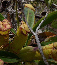 Láčkovka madagaskarská - Nepenthes madagascariensis - osivo láčkovky - 10 ks