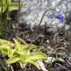 Tučnice obecná - Pinguicula vulgaris - osivo tučnice - 10 ks