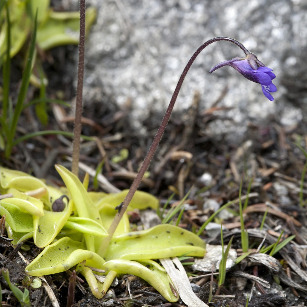 Tučnice obecná - Pinguicula vulgaris - osivo tučnice - 10 ks