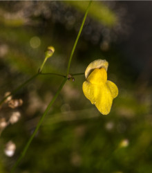 Bublinatka šídlovitá - Utricularia subulata - osivo bublinatky - 15 ks