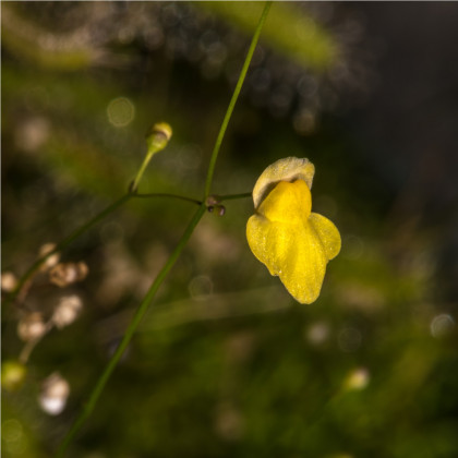 Bublinatka - Utricularia subulata - osivo bublinatky - 15 ks