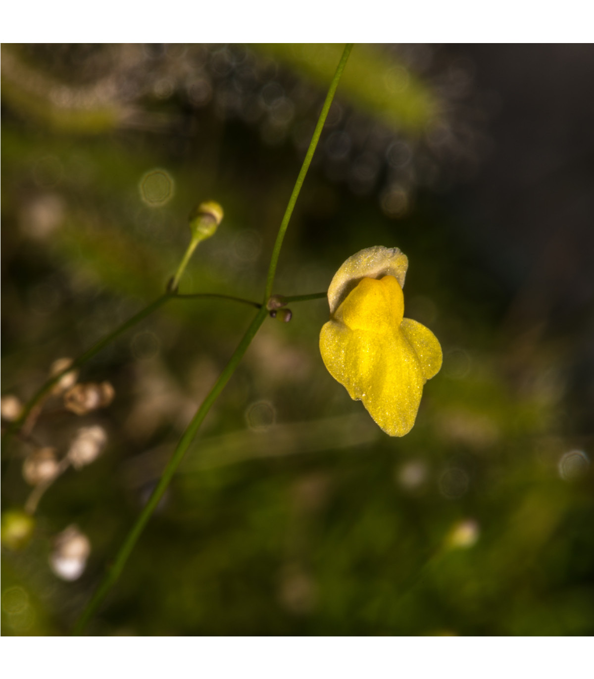 Bublinatka šídlovitá - Utricularia subulata - osivo bublinatky - 15 ks