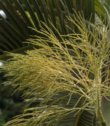 Palma lahvová- Hyophorbe lagenicaulis- semena palem- 3 ks