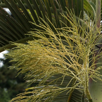 Palma lahvová - Hyophorbe lagenicaulis - osivo palmy - 3 ks