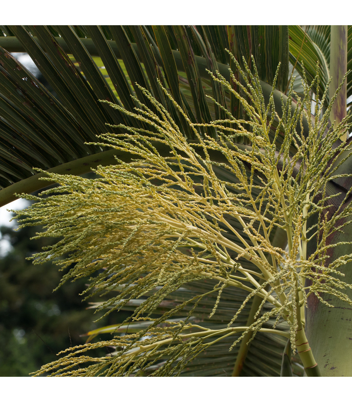 Palma lahvová- Hyophorbe lagenicaulis- semena palem- 3 ks