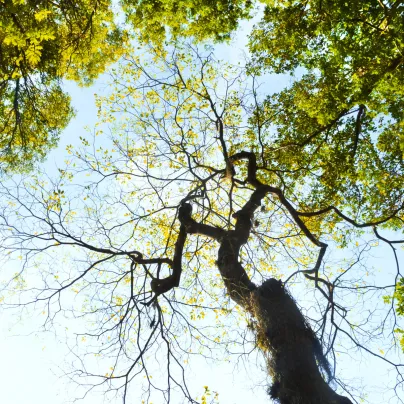 Česnekovník hořký - Cedr španělský - Cedrela odorata - osivo česnekovníku - 8 ks