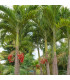 Palma vánoční - Adonidia merrillii - osivo palmy - 2 ks