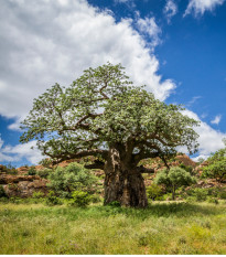 Baobab africký - Adansonia digitata - osivo baobabu - 6 ks