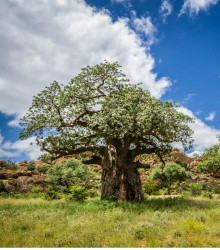Baobab africký - Adansonia digitata - osivo baobabu - 3 ks