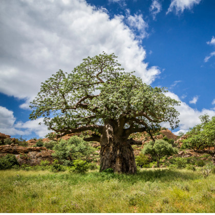 Baobab africký - semena baobabu - rostlina Adansonia digitata - 3 ks
