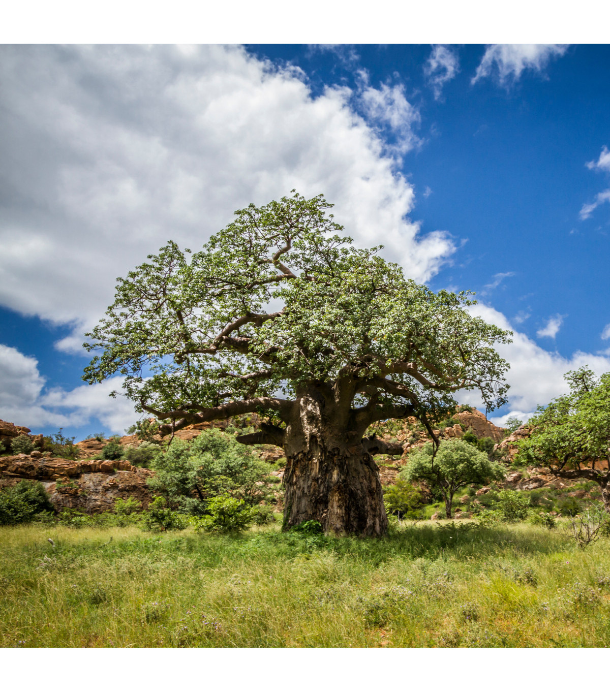 Baobab africký - semena baobabu - rostlina Adansonia digitata - 3 ks
