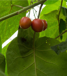 Rajčatový strom - Tamarillo - Cyphomandra betacea - 5 ks