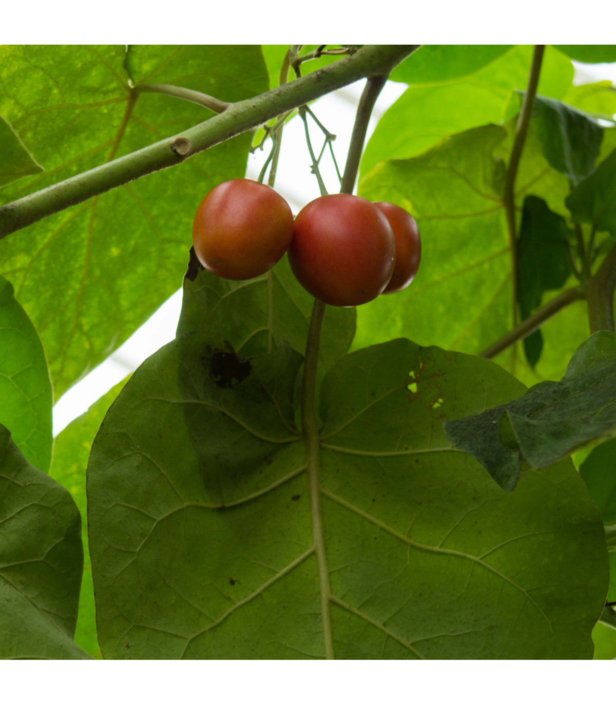 Rajčatový strom - Tamarillo - Cyphomandra betacea - osivo rajčatového stromu - 5 ks