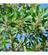 Akácie mangium - Acacia mangium - osivo akácie - 8 ks