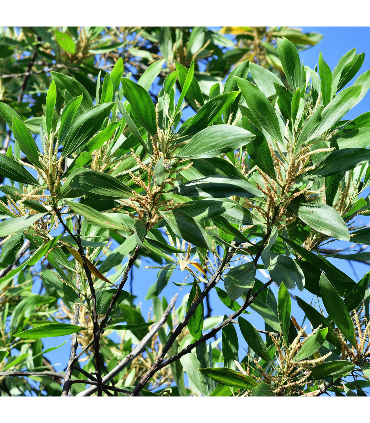 Akácie mangium- Acacia mangium- semena Akácie- 8 ks