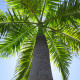 Palma královská kubánská - Roystonea regia - osivo palmy - 3 ks