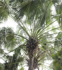 Palma čínská - Livistona chinensis - osivo palmy - 3 ks