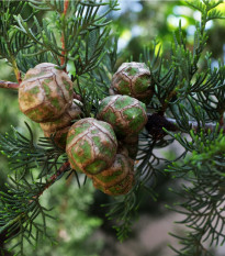 Cypřiš portugalský - Cupressus lusitanica - osivo cypřiše - 7 ks