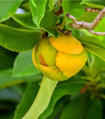 Dilenie indická - Dillenia indica - osivo dilenie - 12 ks