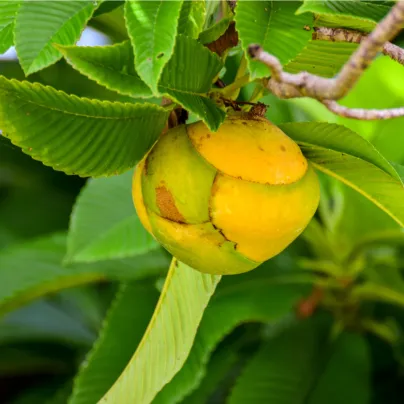 Dilenie indická - Dillenia indica - osivo dilenie - 12 ks
