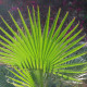 Palma trpaslíčí - Sabal minor - osivo palmy - 3 ks