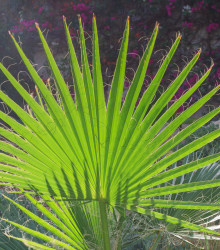 Palma trpaslíčí - Sabal minor - osivo palmy - 3 ks