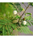 Divoká mimóza - Leucaena leucocephala - osivo mimózy - 7 ks