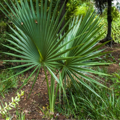 Palma - Washingtonia robusta - osivo palmy - 3 ks