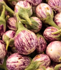 Lilek Listada - Baklažán - Solanum melongena - osivo lilku - 7 ks