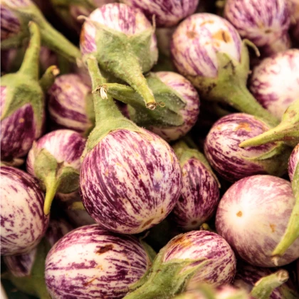Lilek Listada - Baklažán - Solanum melongena - osivo lilku - 7 ks