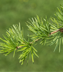 Modřín Gmelinův - Larix gmelinii - osivo modřínu - 10 ks
