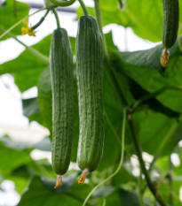 BIO Okurka hadovka Flamingo F1 - Cucumis sativus - bio osivo okurky - 4 ks