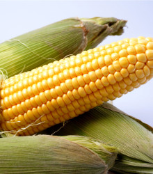 Kukuřice cukrová Ombra F1 - Zea mays - semena kukuřice - 15 ks