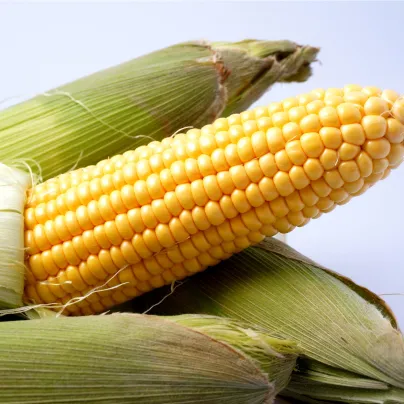 Kukuřice cukrová Ombra F1 - Zea mays - semena kukuřice - 15 ks