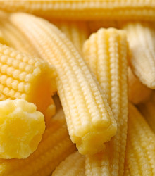 Kukuřice Minipop F1- Zea mays - semena kukuřice - 15 ks 
