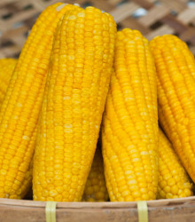 Kukuřice setá Tatonka F1 - Zea Mays - osivo kukuřice - 15 kss